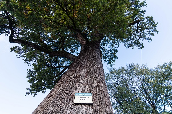 Mejačev hrast v Komendi