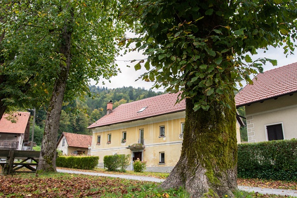 Lipe v Motniku, v parku Pod lipami