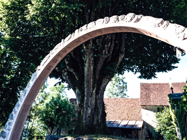 Lipa ob spomeniku padlim v I. svetovni vojni, Žale