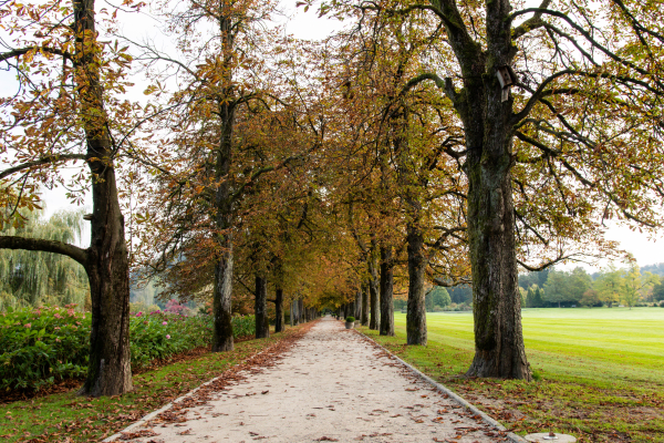 Drevored divjih kostanjev v Arboretumu Volčji Potok