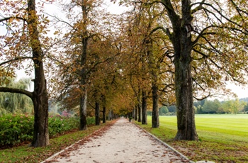 Drevored divjih kostanjev v Arboretumu Volčji Potok