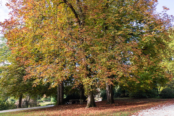 Divji kostanji v Arboretumu Volčji Potok