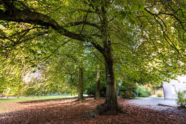 Bukve v Arboretumu Volčji Potok