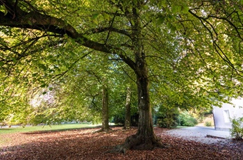Bukve v Arboretumu Volčji Potok
