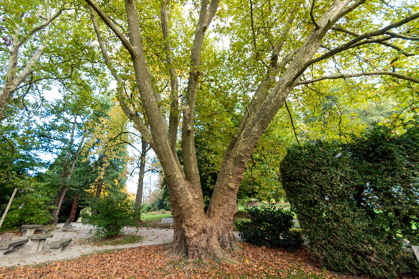 Javorolistna platana v Arboretumu Volčji Potok